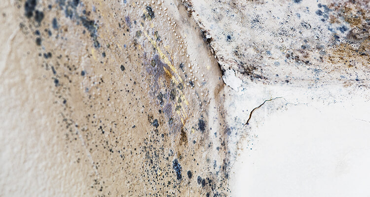 how do i test for mold in my house
